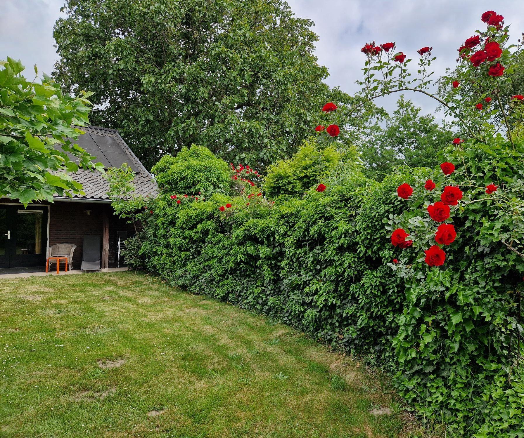 Rozenhofje tuin