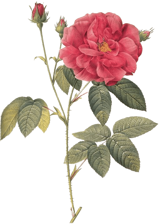 Rozenhofje Roos