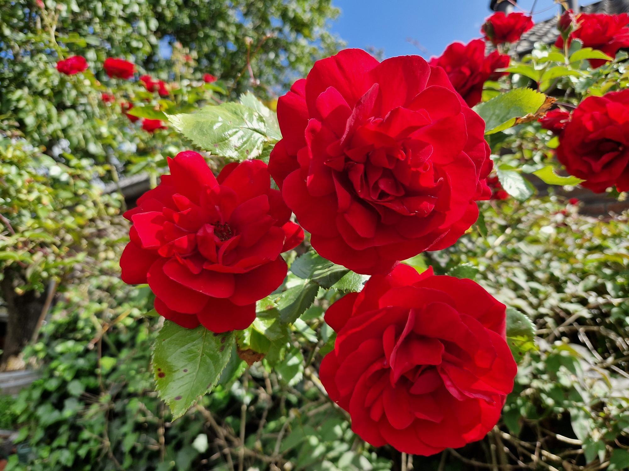 Rozenhofje Rozen